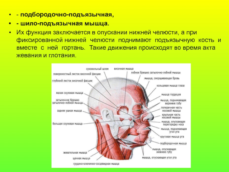 Мышца опускающая. Мышцы участвующие в рупскании нижней челюсти. Подбородочно подъязычная мышца шеи функции. Мышцы участвующие в движении нижней челюсти. Мышцы участвующие в опускании нижней челюсти.