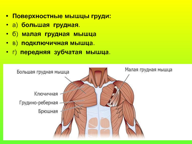 Малая грудная мышца картинка