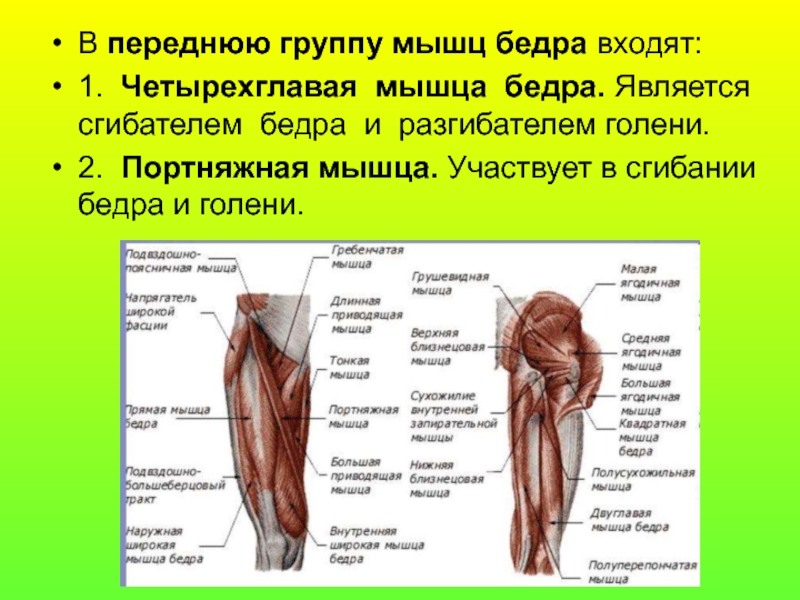 Группы мышц бедра. Передняя группа мышц бедра сгибатели. Мышцы сгибатели тазобедренного сустава. Мышцы разгибатели бедра анатомия. Мышцы бедра передняя группа портняжная.