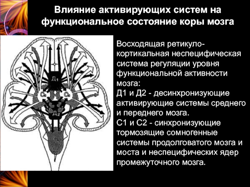 Активирующие системы мозга. Неспецифическая система мозга. Неспецифическая активирующая система мозга. Восходящая активирующая система мозга.