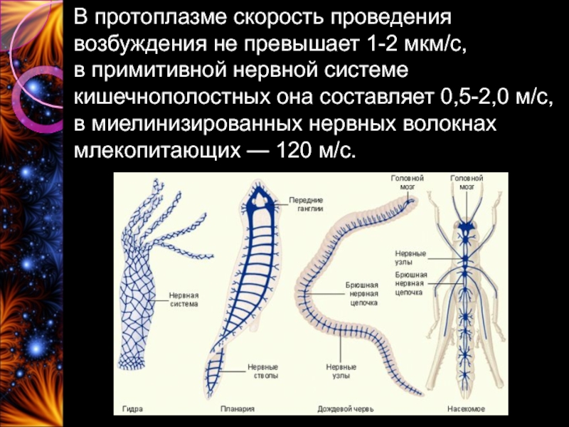 Нервная система кишечнополостных. Примитивная нервная система. Ганглии у кишечнополостных. Нервная система кишечнополостных строение функции. Нервные ганглии у кишечнополостных.