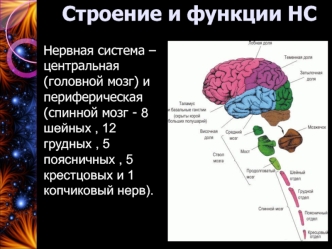 Строение и функции нервной системы