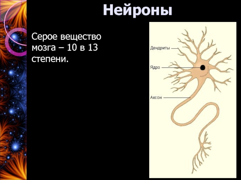 Нейроны серого вещества. Нейрон дендрит серое вещество. Вещество мозга образованное телами вместе с дендритами. Значение серого вещества. Аксон образует серое вещество