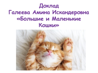 Большие и маленькие кошки