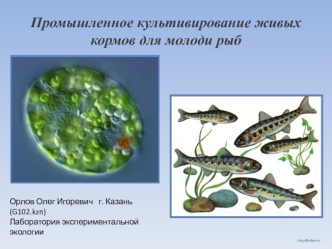 Промышленное культивирование живых кормов для молоди рыб