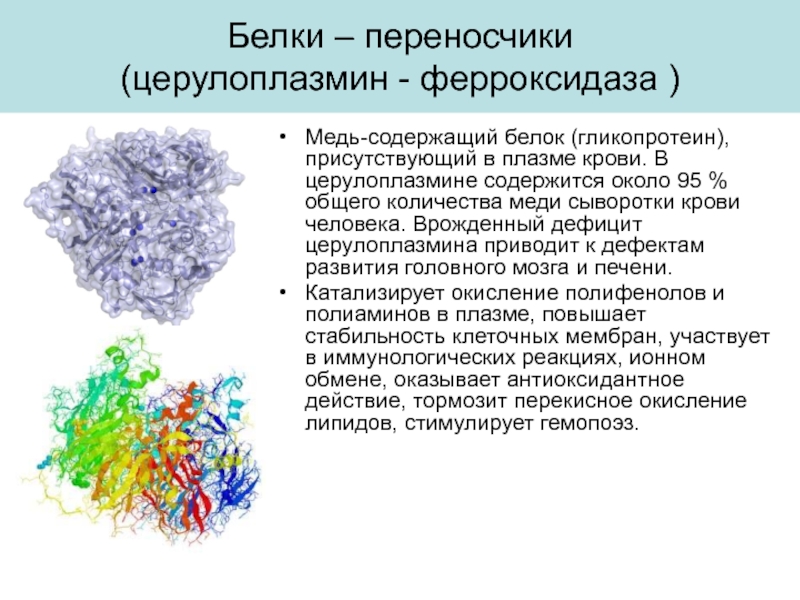 Кодирует ферменты содержит белки переносчики электронов