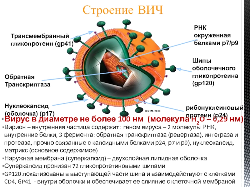 Virus 9. Обратная транскриптаза вируса. Ревертаза Обратная транскриптаза. Обратная транскриптаза ВИЧ. РНК С обратной транскриптазой.