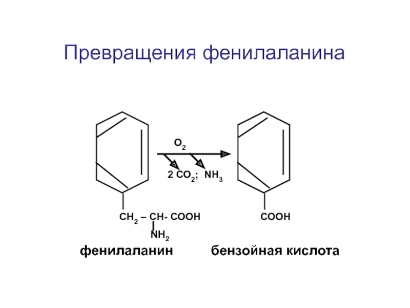 Образование фенилаланина