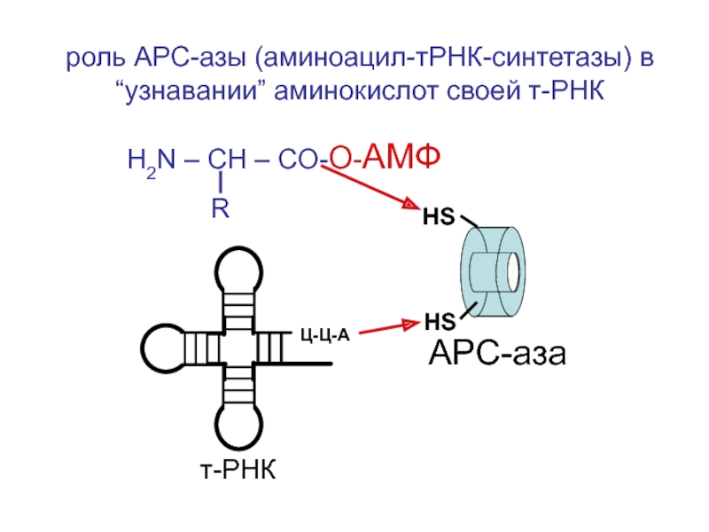 Схема образования аминоацил трнк