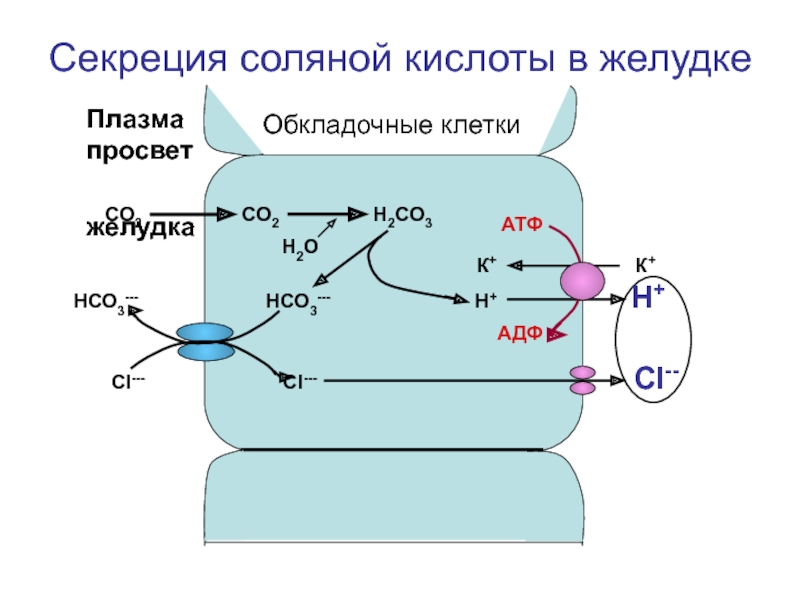 Схема образования соляной кислоты