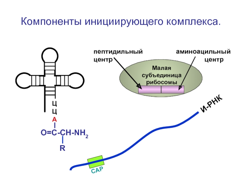 Схема строения рибосомы биохимия