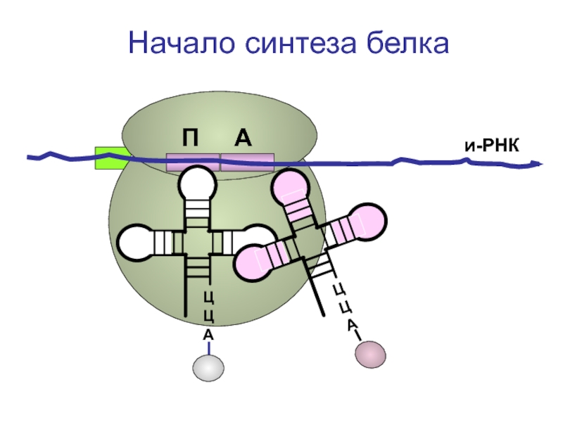 Синтез белка где. Схема трансляции синтеза белка. Нерибосомный Синтез белка. Начало синтеза белка. Синтез белка начинается.