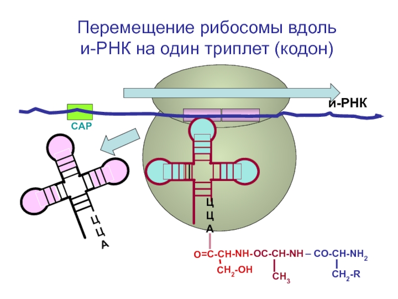 Рибосомная рнк рисунок