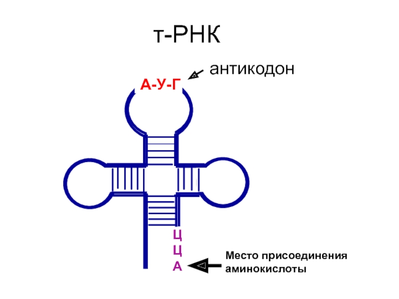 Антикодон трнк ауа