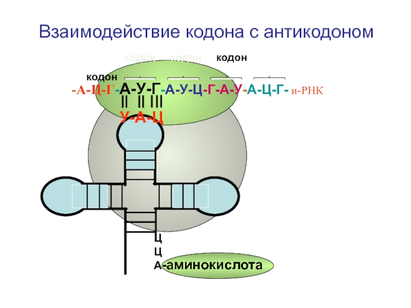 Взаимодействие между кодоном и антикодоном