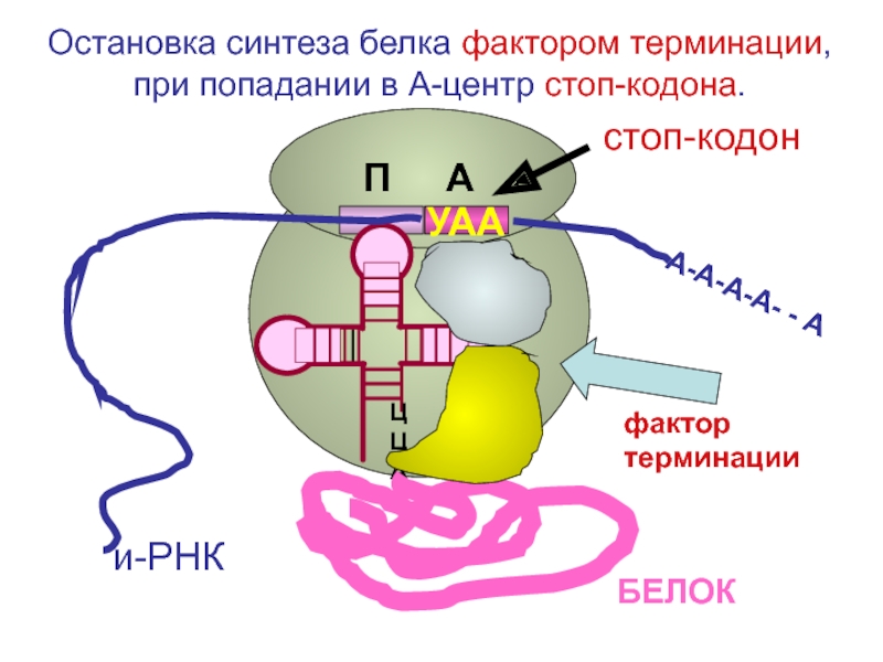 Биосинтез белка технологическая карта - 94 фото