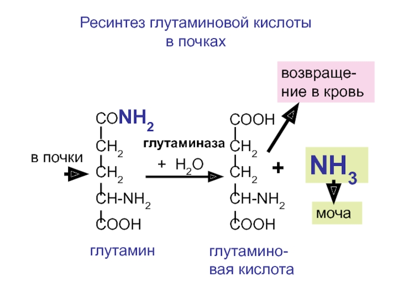 Глутаминовая кислота применение