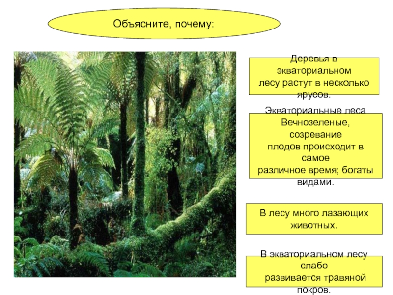 Экваториальные леса признаки. Ярусы экваториального леса. Экваториальные леса характеристика. Вечнозеленые тропические и экваториальные леса. Особенности экваториальных лесов.