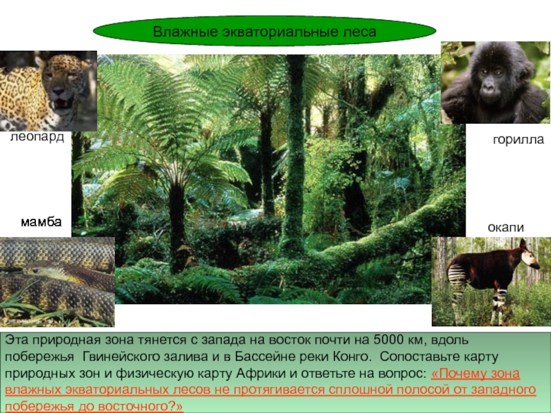 Влажные экваториальные леса это природная зона. Зона экваториальных лесов животные. Влажные экваториальные леса характеристика. Карта влажных экваториальных лесов. Природные зоны влажных экваториальных лесов.