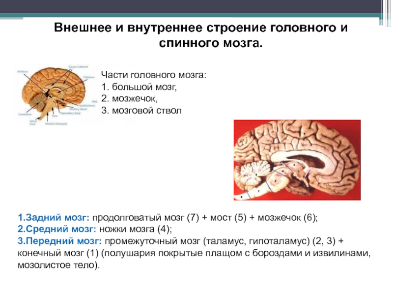 Строение головного мозга и спинного мозга презентация