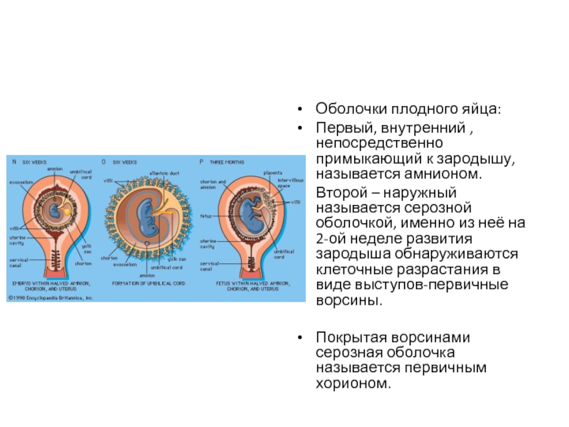 Плодное яйцо рисунок