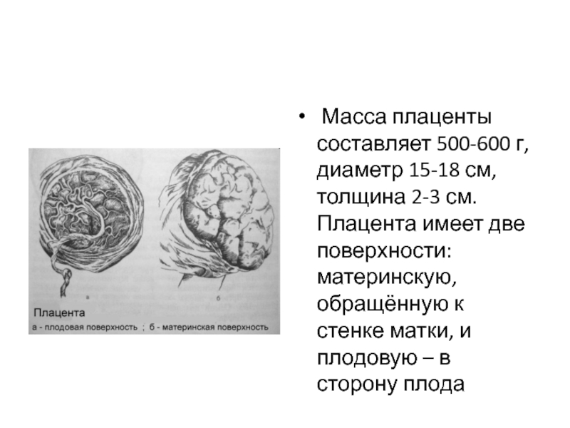 Рецепт теста для плаценты