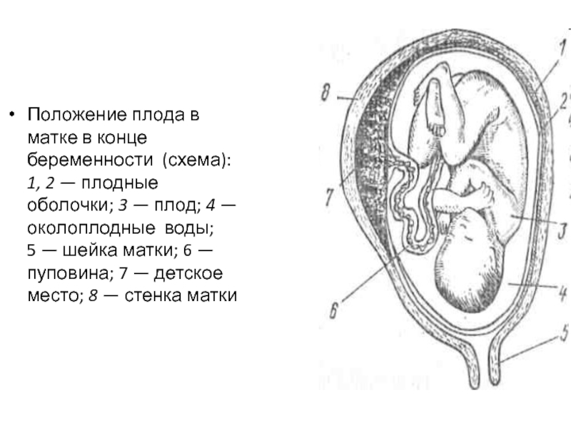 Рисунок матка сосуды плода плацента