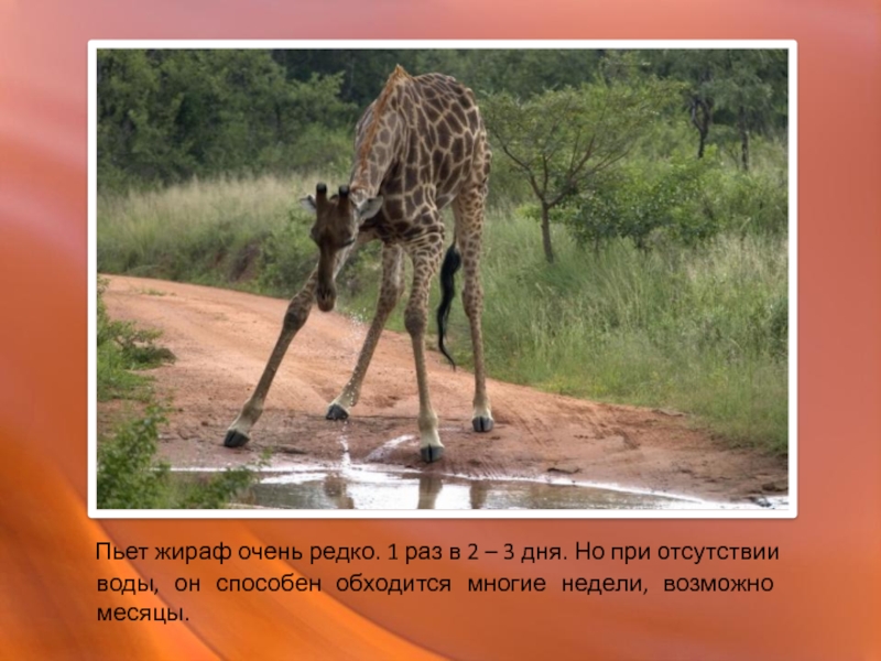 Доклад животные африки. Жираф описание для детей. Интересные факты о животных Африки. Жираф для презентации. Жираф пьет.