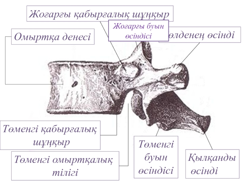 Буын синдромы презентация