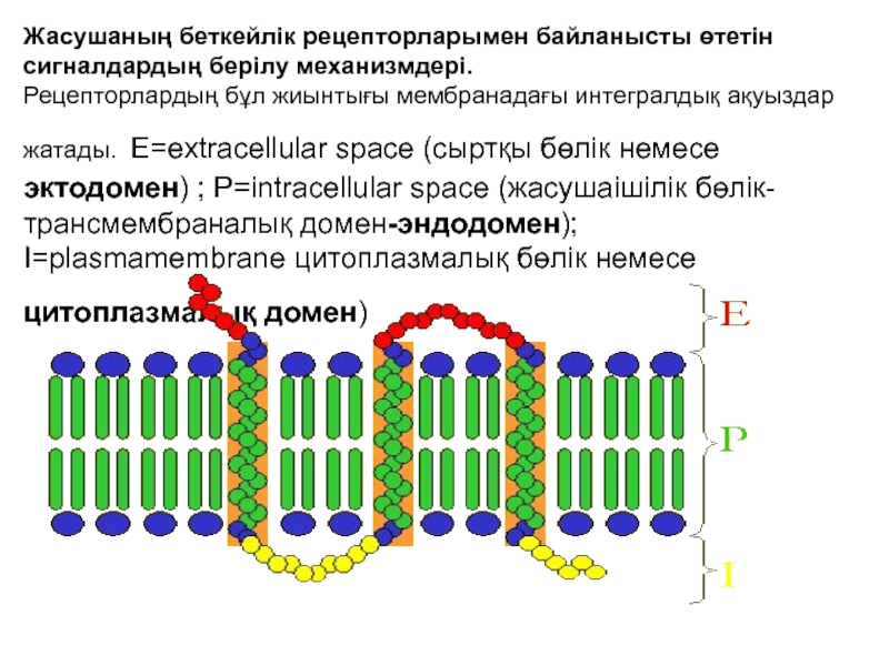 Мембраналық рецепторлар арқылы гормондық сигналдардың берілуі