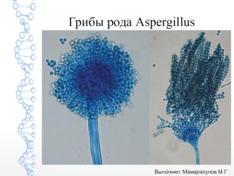 Грибы рода Aspergillus