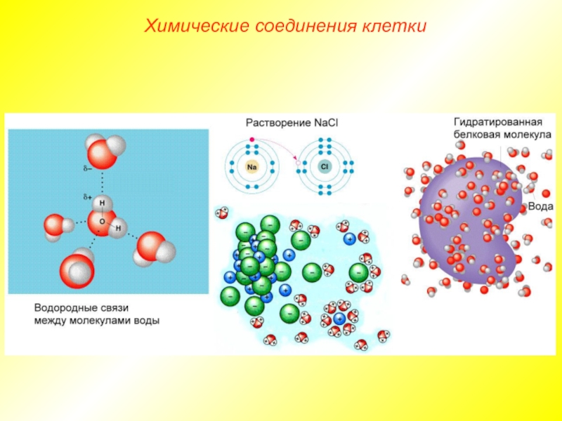 Неорганические соединения клетки