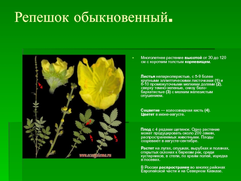 Растение репешок обыкновенный фото и описание