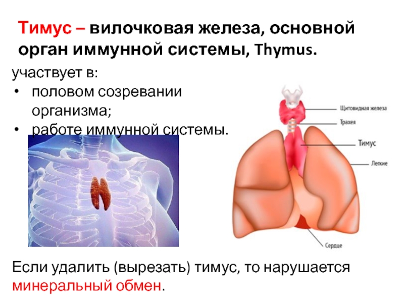 Иммунный орган тимус. Вилочковая железа строение и функции. Органы мишени тимуса. Вилочковая железа расположение строение функции. Тимус иммунная система.