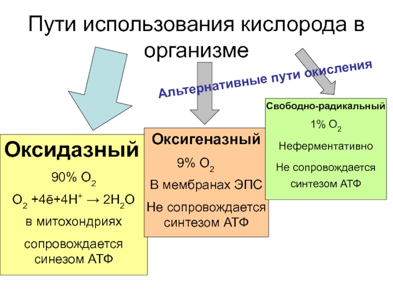 Схема метаболического пути в ходе которого происходит утилизация кислорода в тканях