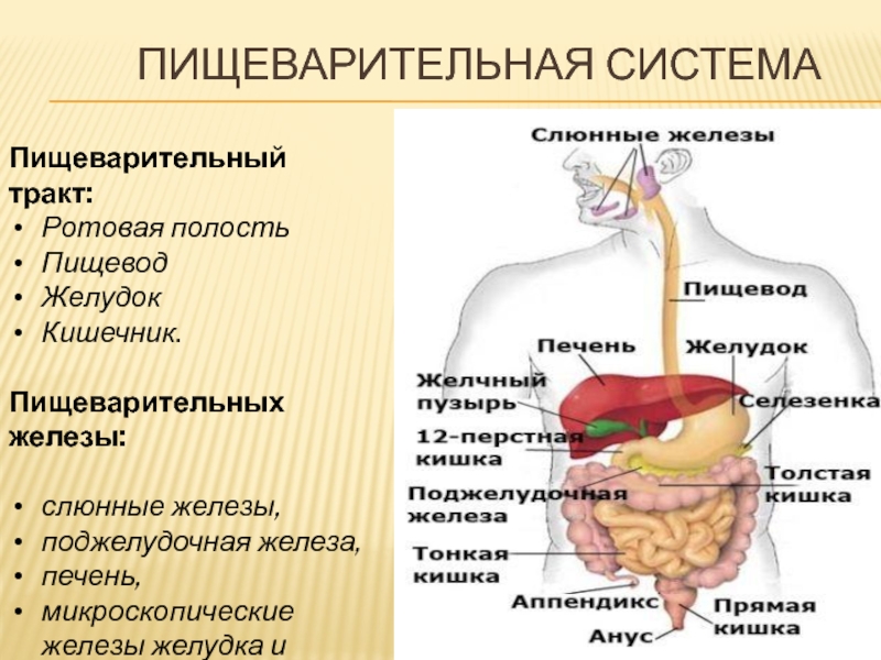 Желудок кишечник и пищеварительные железы