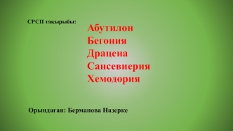 Абутилон. Бегония. Драцена. Сансевиерия. Хемодория