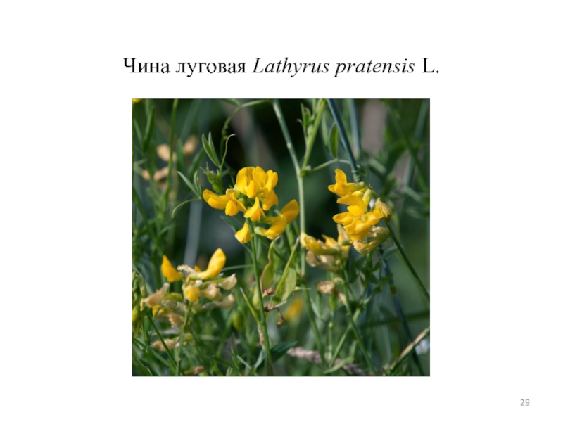 Чина луговая Lathyrus pratensis L.