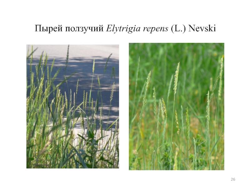 Пырей ползучий Elytrigia repens (L.) Nevski 