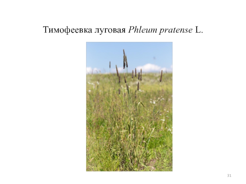 Тимофеевка луговая Phleum pratense L.