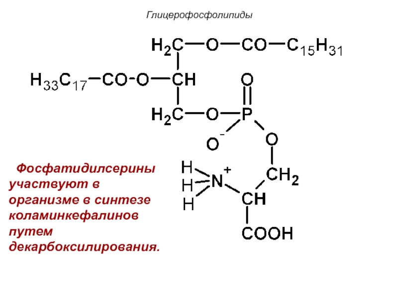 Когнивия фосфатидилсерин. Структурная формула глицерофосфолипидов. Кефалин формула строение. Глицерофосфолипиды схема строения. Глицерофосфолипиды формула структурная.