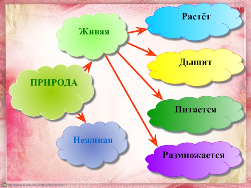 Рост неживой природы. Кластер на тему Живая и неживая природа. Методика 