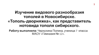 Изучение видового разнообразия тополей в Новосибирске. Тополь-дворняжка как представитель нотовида тополя сибирского