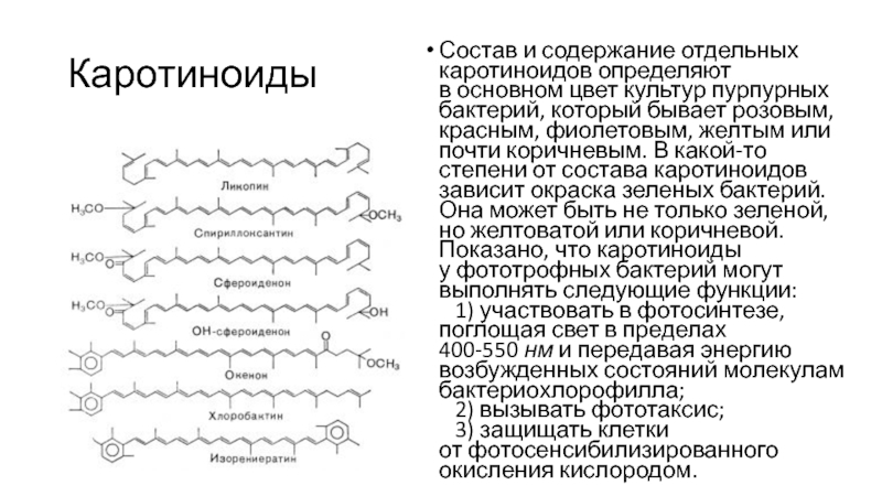 Каким номером на рисунке обозначена структура накапливающая каротиноиды