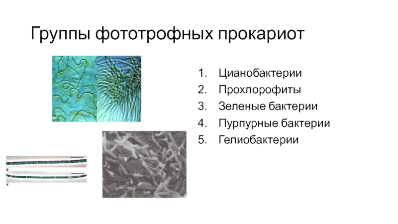 Перечислите особенности строения клеток цианобактерий