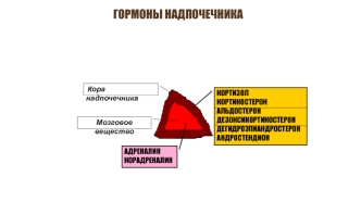 Гормоны надпочечника