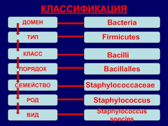 Род Staphylococcus (Стафилококки)