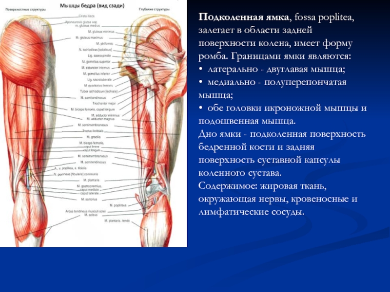 Рисунок подколенной ямки