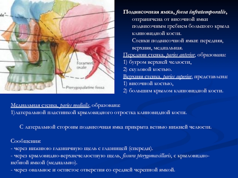 Височная впадина картинка