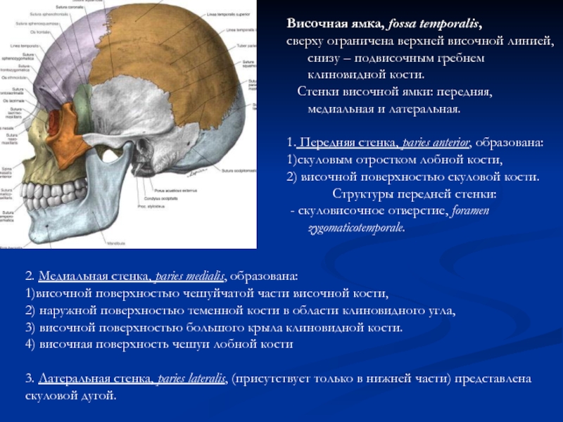 Височная впадина картинка